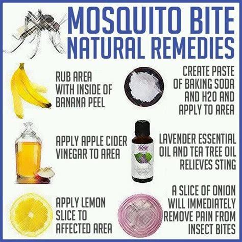 what do you put on mosquito bites  This oil, with the active ingredients